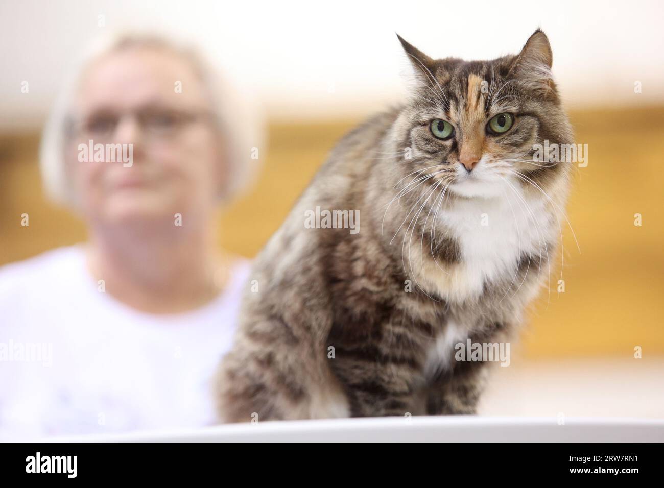 Zagreb, Kroatien. Juli 2023. Eine Siegerkatze wird am 17. September 2023 auf der „Mediterranean Cat Show“ in der Halle Marino Cvetkovic in Opatija, Kroatien, zu sehen sein. Während der zweitägigen Veranstaltung werden Hunderte von Katzen aus der ganzen Welt in der berühmten Halle Opatija um den Titel „Mediterranean Winner, mit einem reichhaltigen Programm, das von der Vereinigung der Felinologischen Gesellschaften Kroatiens organisiert wird. Foto: Nel Pavletic/PIXSELL Credit: Pixsell/Alamy Live News Stockfoto