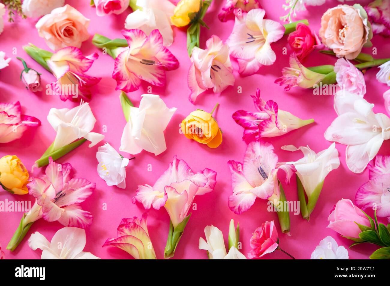 Blumenkomposition auf rosafarbenem Hintergrund Stockfoto