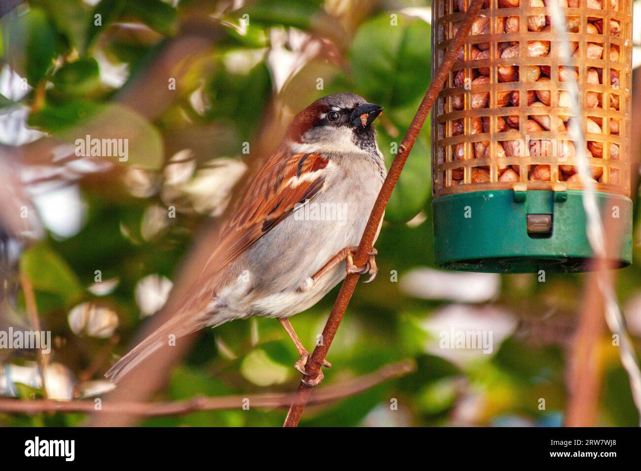 Common House Sparrow, Passer domesticus, ist ein Beispiel für städtisches Vogelleben in Irland. Stockfoto