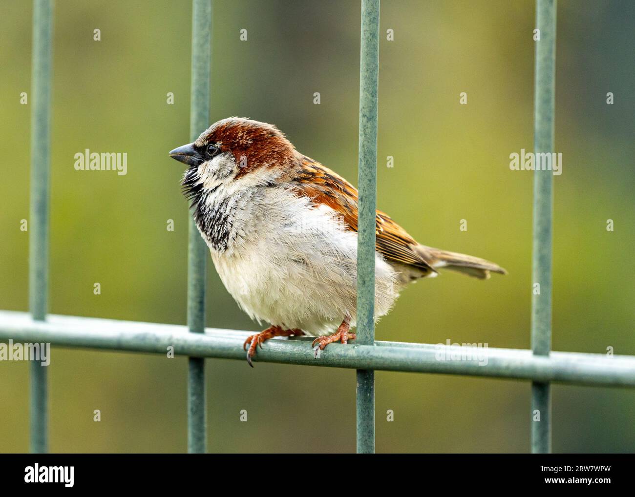 Common House Sparrow, Passer domesticus, ist ein Beispiel für städtisches Vogelleben in Irland. Stockfoto