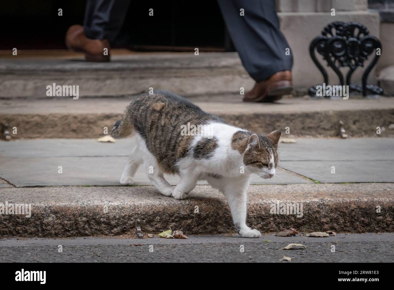 Larry, der Tabbykatze, der seit 2011 Chief Mouser im Kabinettsbüro in der Downing Street 10 ist. Stockfoto