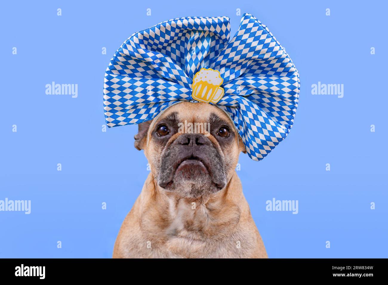 Französischer Bulldoggen mit großem blau-weißen Band und Bierbechern auf dem Kopf vor blauem Hintergrund Stockfoto