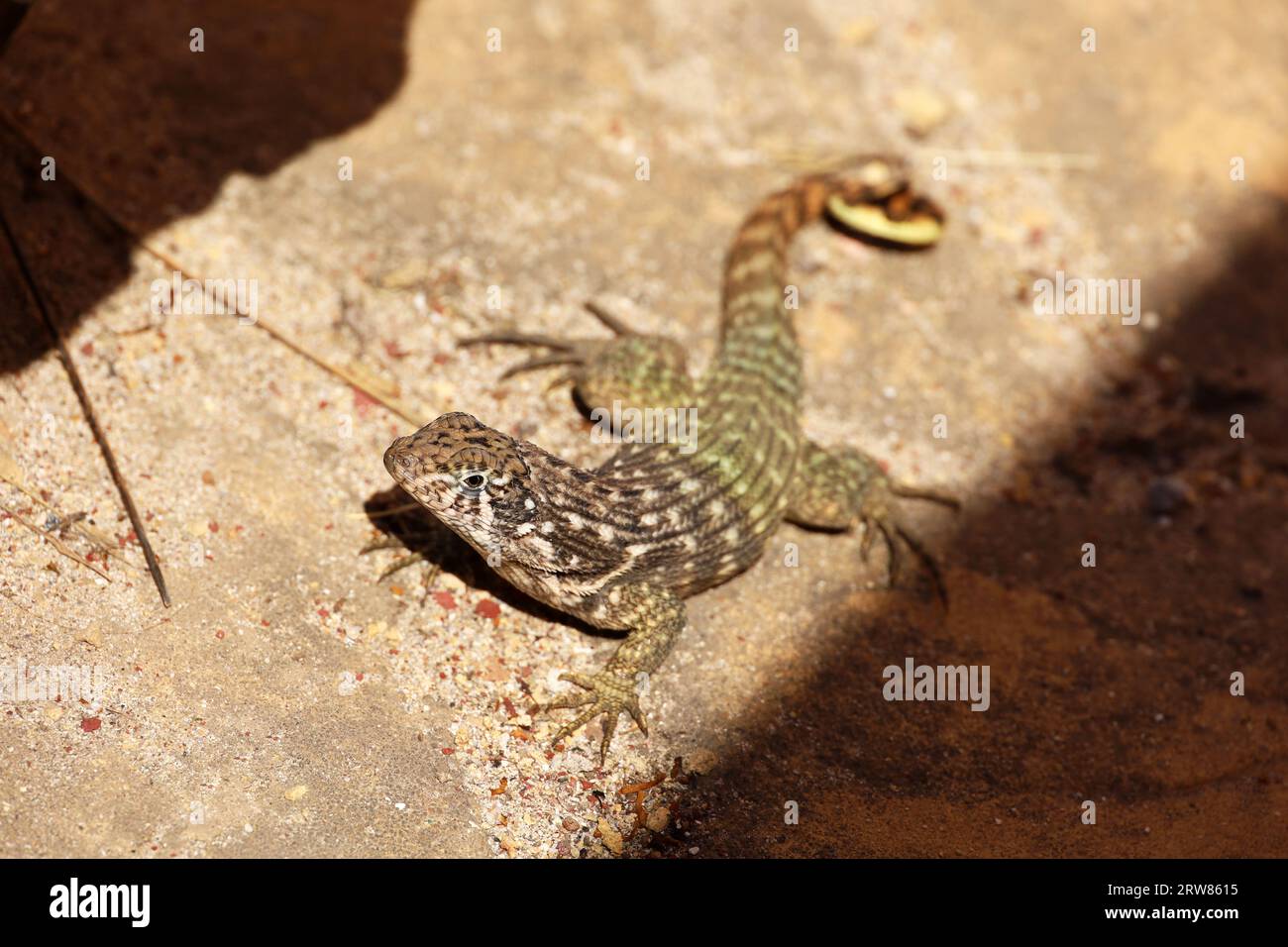 Porträt der Northern Curly tail Lizard, die auf einem Stein sitzt. Leguan Leiocephalus carinatus Stockfoto
