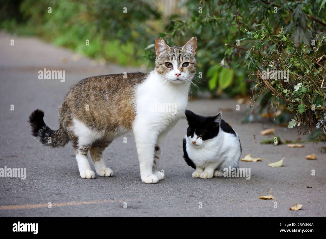 Mutterkatze mit Kätzchen auf der Herbststraße. Zwei Katzen auf der Straße Stockfoto