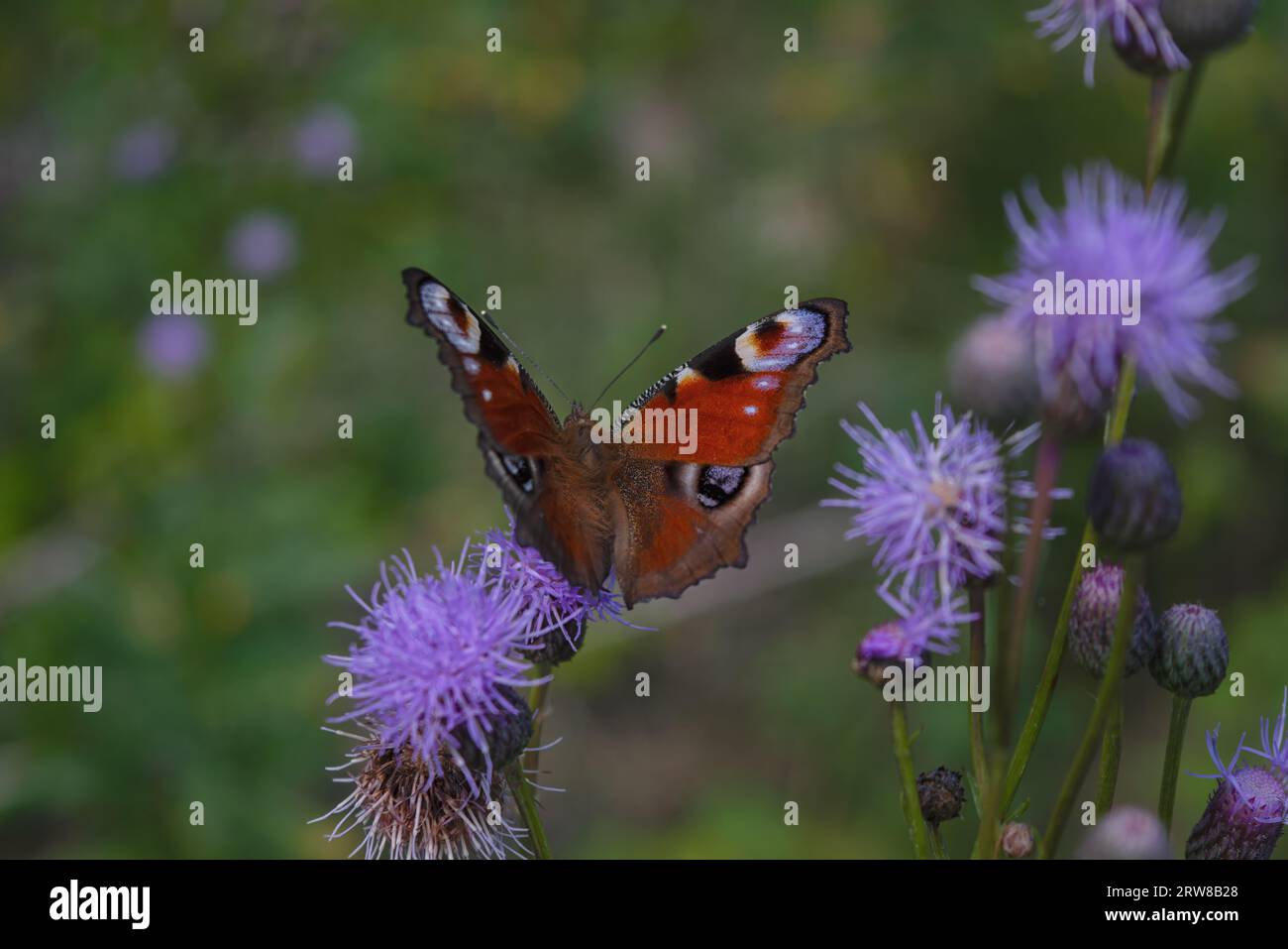 Aglais io oder European Peacock Butterfly oder Peacock. Schmetterling auf Blume. Ein hell erleuchteter rot-brauner orangefarbener Schmetterling mit blauen lilafarbenen Flecken auf der Streuscheibe Stockfoto