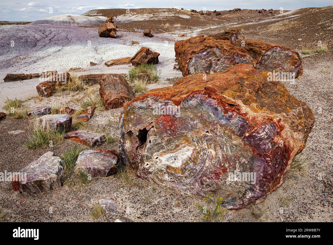 Versteinertes Holz, Bäume aus der späten Trias, vor etwa 225 Millionen Jahren. Petrified Forest National Park, Arizona, USA Stockfoto