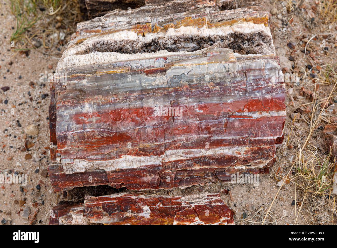 Versteinertes Holz stammt aus der späten Trias, vor etwa 225 Millionen Jahren. Petrified Forest National Park, Arizona, USA Stockfoto