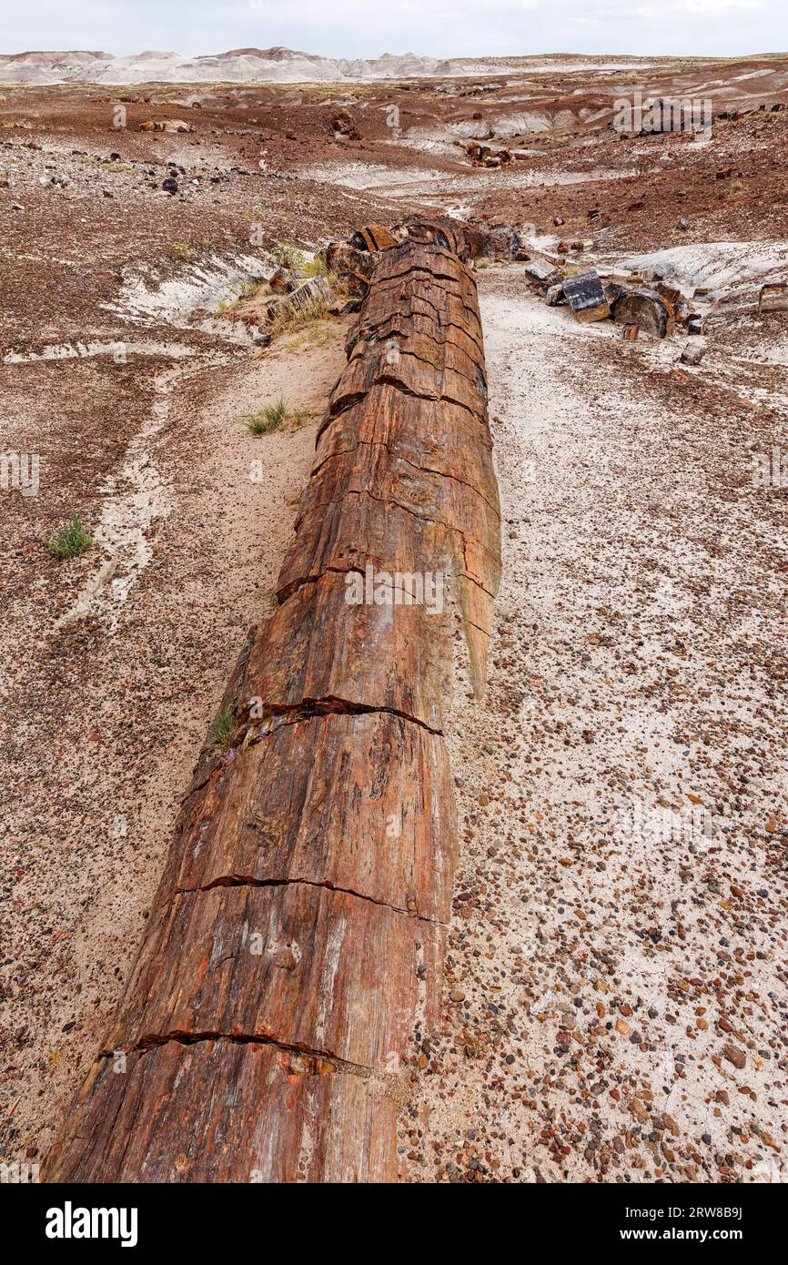Versteinerter Baum aus der späten Trias, vor etwa 225 Millionen Jahren. Petrified Forest National Park, Arizona, USA Stockfoto