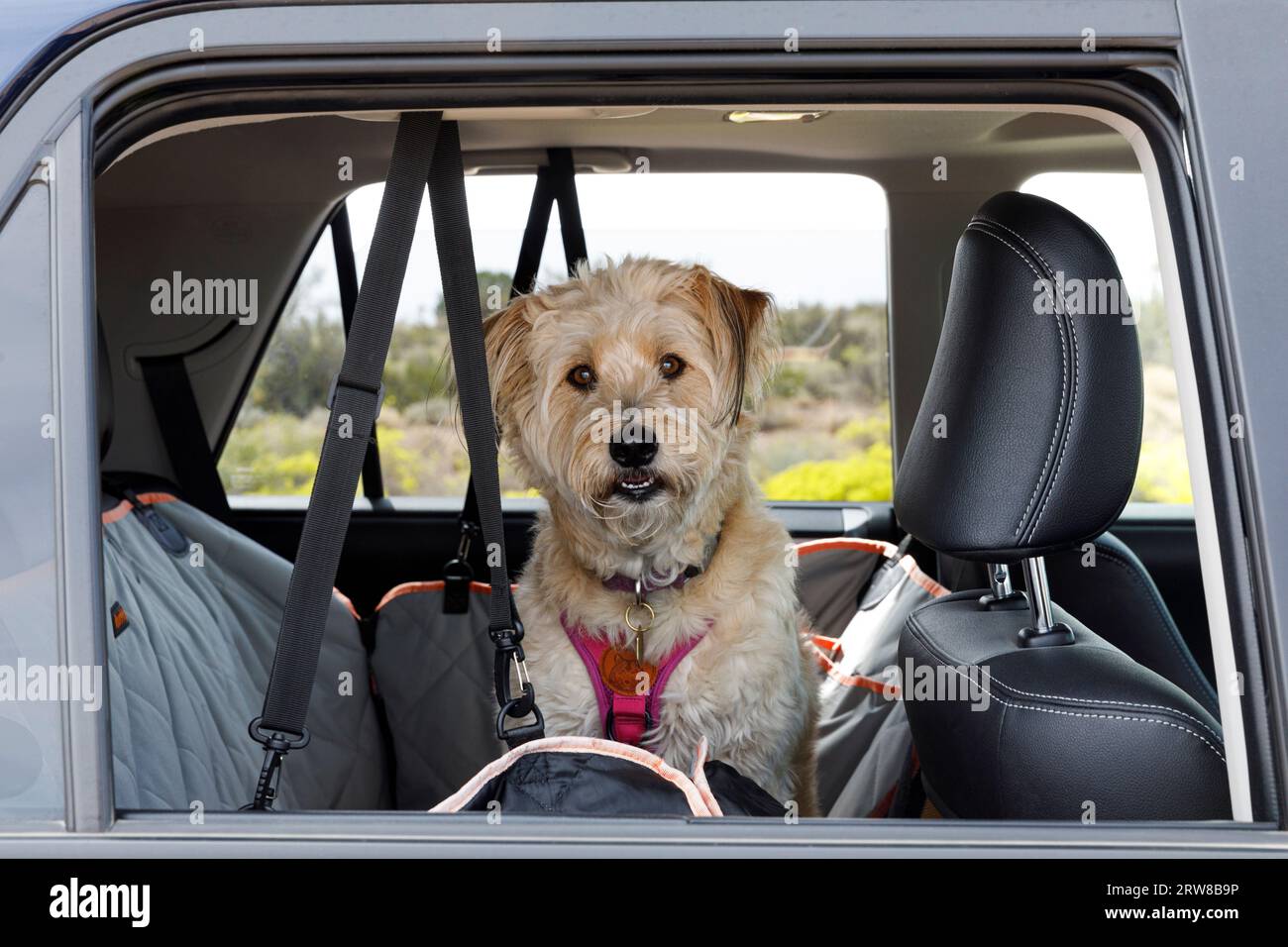 Hund auf einer Roadtrip Stockfoto