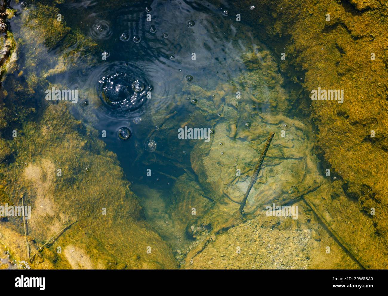Das Foto zeigt einen Geysir-Pool mit heißem Mineralwasser, das im West Thumb Basin, Yellowstone National Park, Wyoming, USA, sprudelt Stockfoto