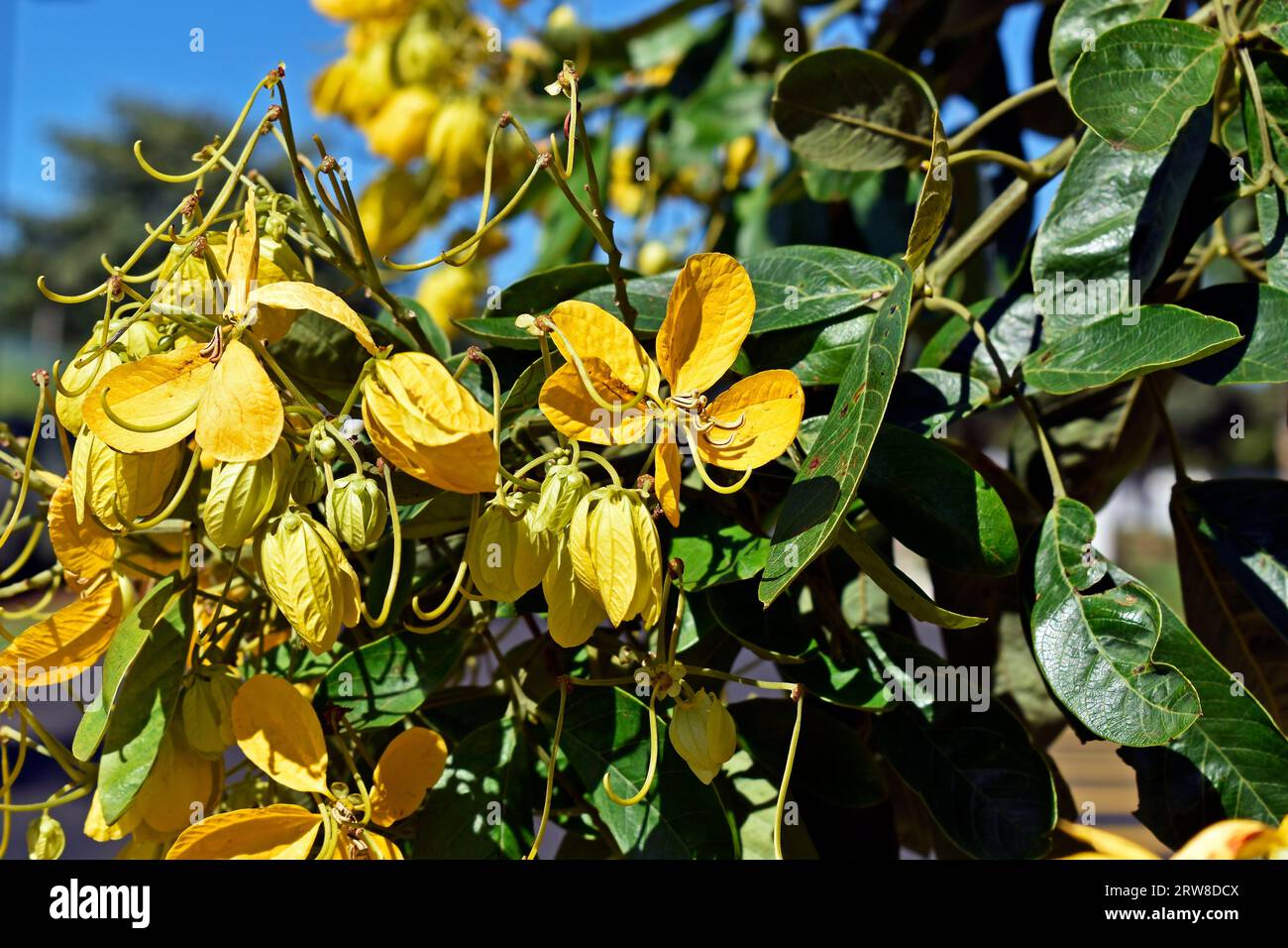 Gelbe Blumen auf dem Baum (Senna angulata) in Ribeirao Preto, Sao Paulo, Brasilien Stockfoto