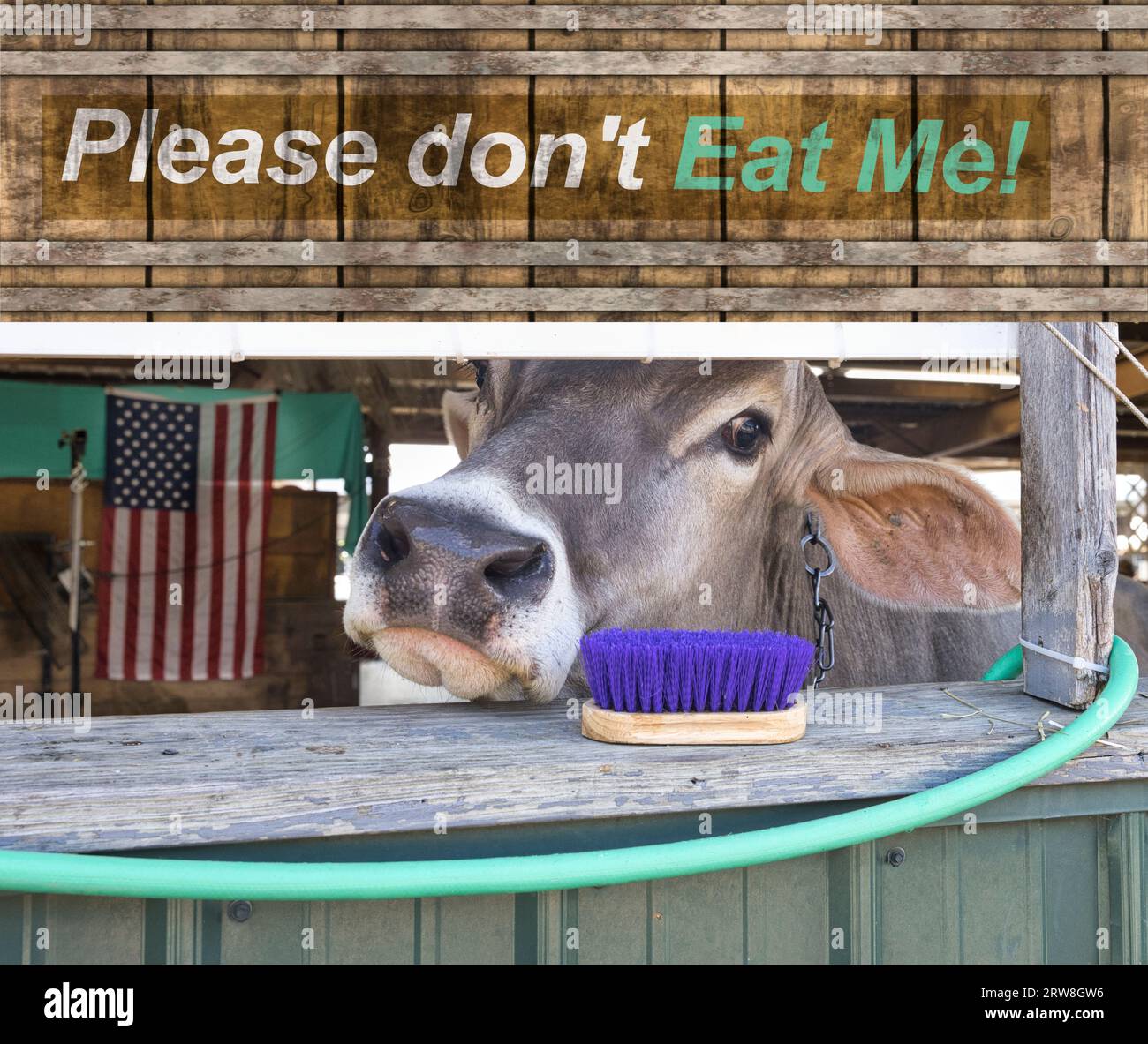 Kuh im Stall auf der Staatsmesse, Tierrechte. Stockfoto