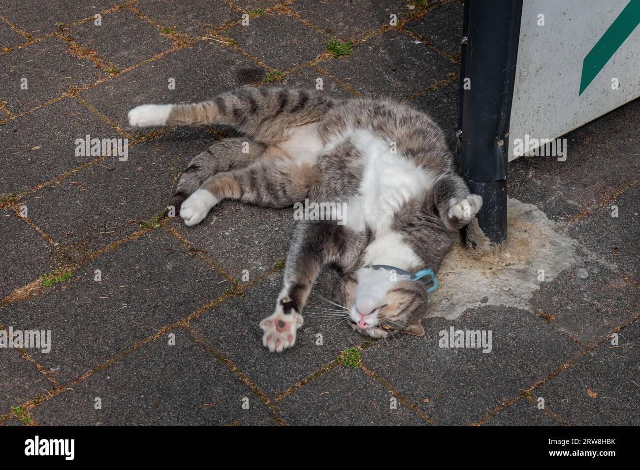 Tabby-Katze, die auf einem Bürgersteig liegt und auf Kuscheln von Passanten wartet, mit einem Kragen, der mit einem GPS-Gerät ausgestattet ist, um seine Bewegungen zu steuern, Italien Stockfoto