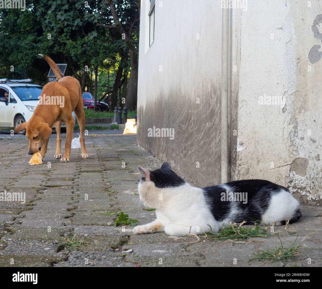 Katze Vom Nachbarn Kommt Immer Zu Uns Neugierige nachbarn -Fotos und -Bildmaterial in hoher Auflösung – Alamy
