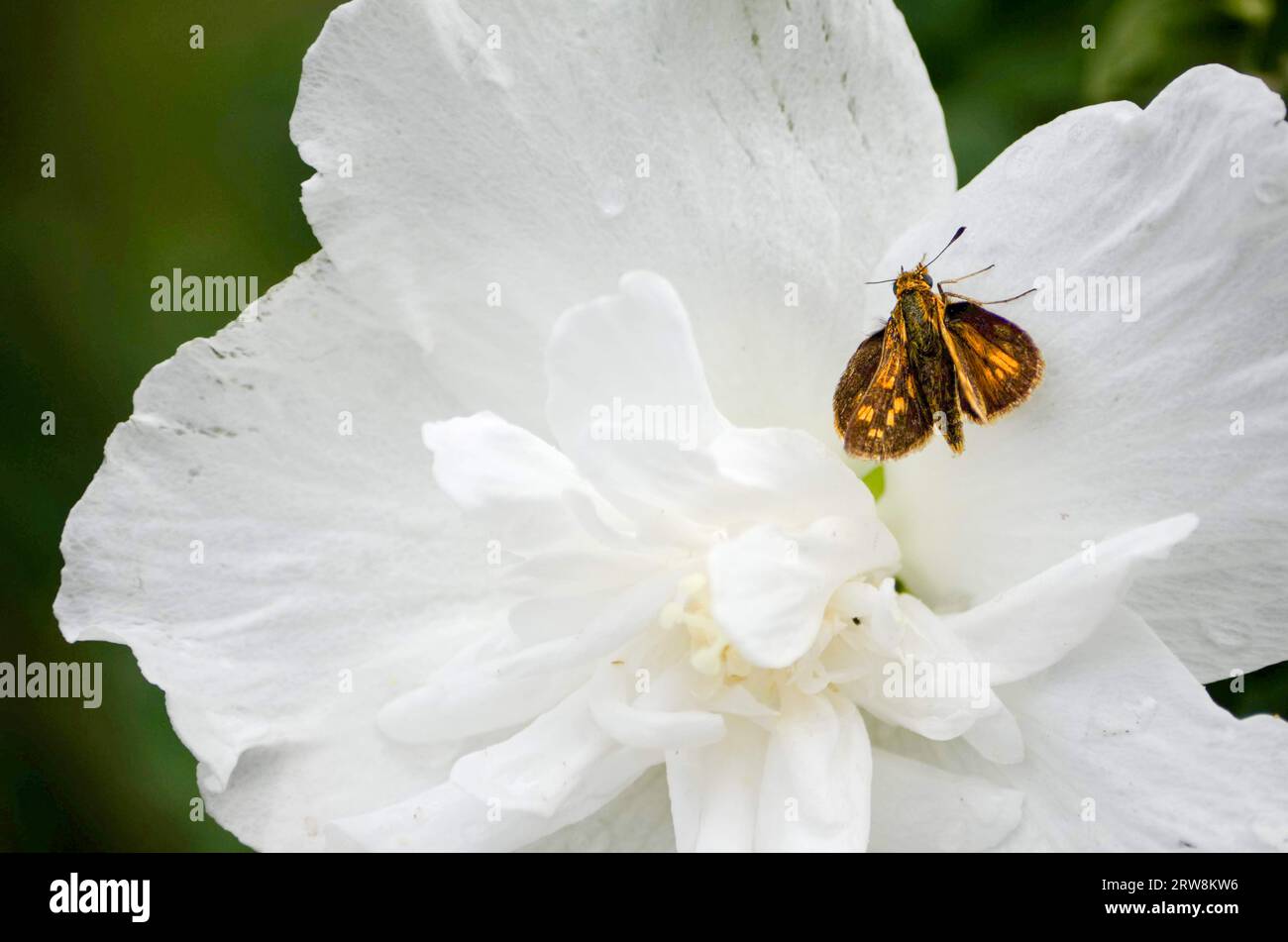 Kleine braune Motte auf einer weißen Blume Stockfoto