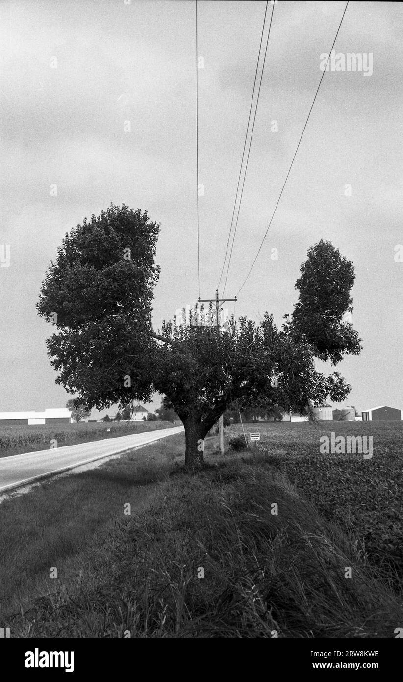 Baumschnitt am Straßenrand für Versorgungsleitungen Stockfoto