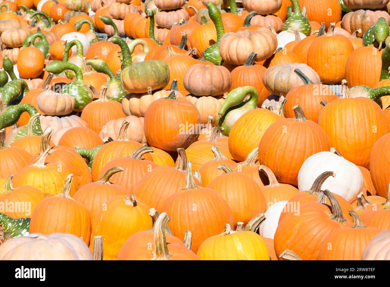 Masse von orangen und grünen Kürbissen und Kürbissen bei Sonnenschein Stockfoto
