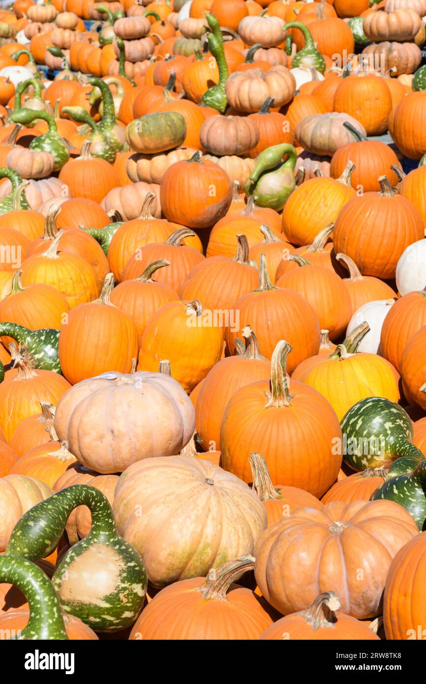 Zufälliger Haufen orangener und grüner Kürbisse und Gaurds bei Sonnenschein Stockfoto