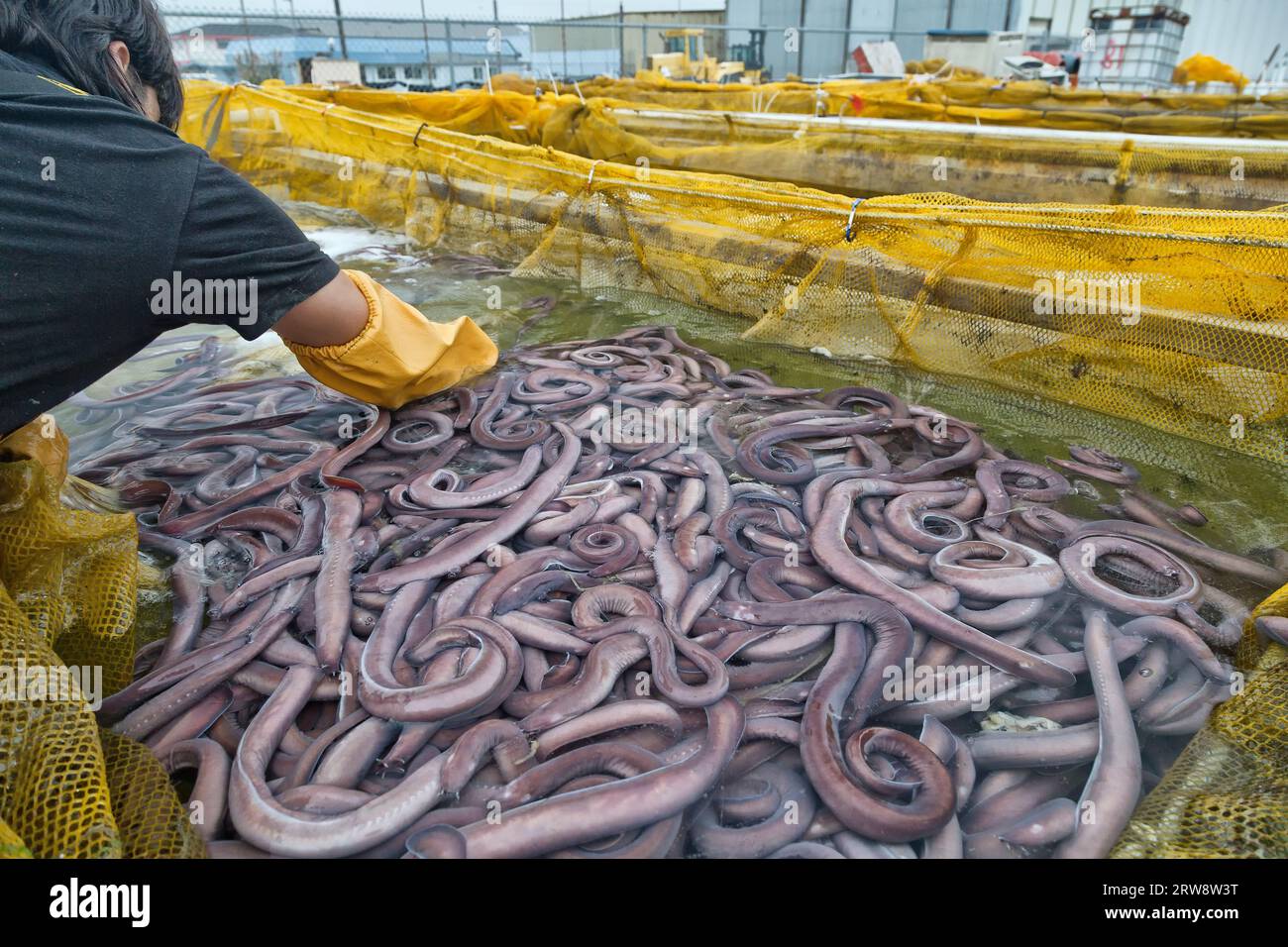 Pazifischer Fischfang „Eptatretus stoutii“, Arbeiter, die den Behälter reinigen (Schleim entfernen). Stockfoto