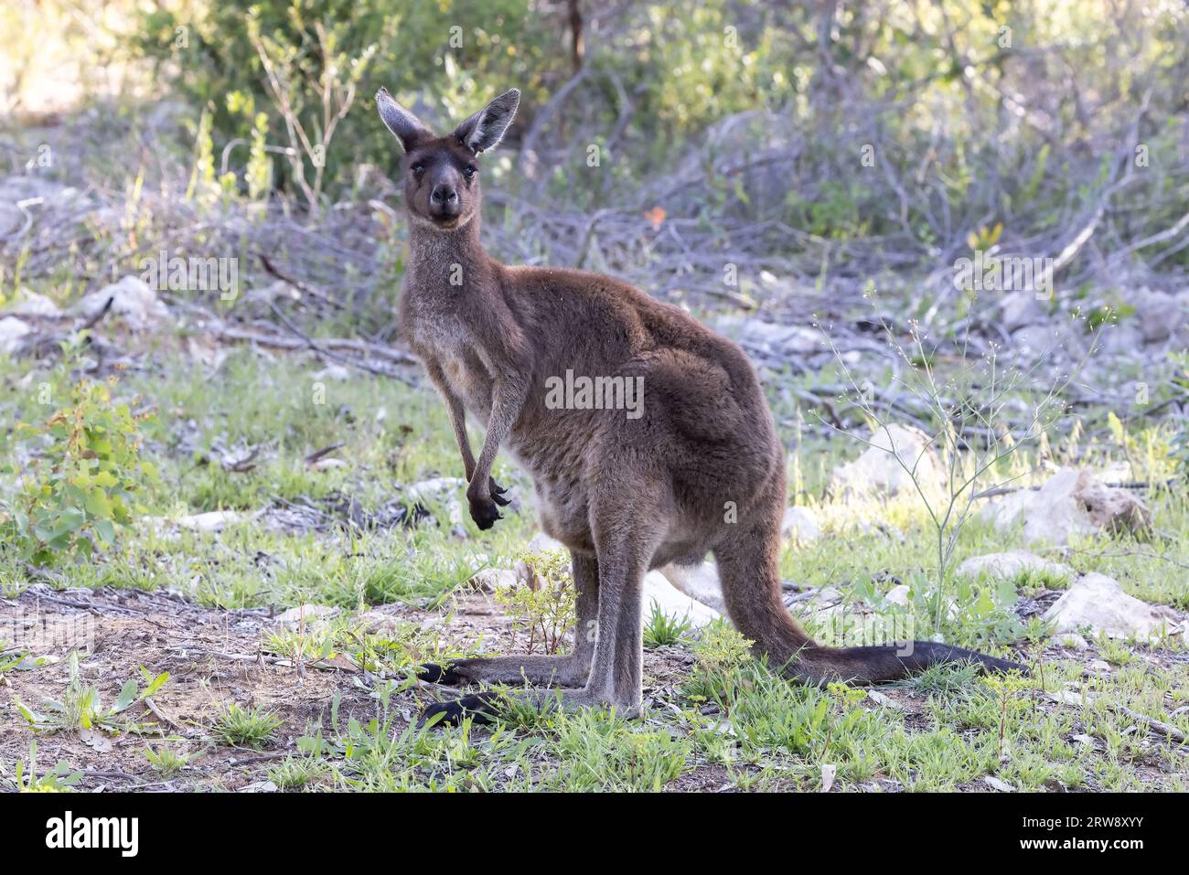 Wild Australian Western Grey Kangaroo Stockfoto