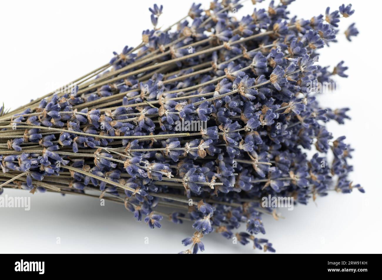 Bouquet von getrockneten Lavendel (Lavandula) Blüten isoliert auf weißem Hintergrund. Stockfoto