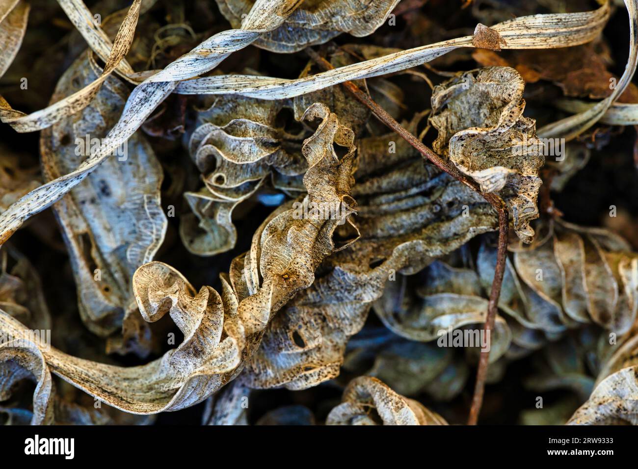 In der ruhigen Stille eines Herbstnachmittags, ausgebreitet unter einem gedämpften, bewölkten Himmel, lag eine Palette abstrakter toter Blätter. Stockfoto