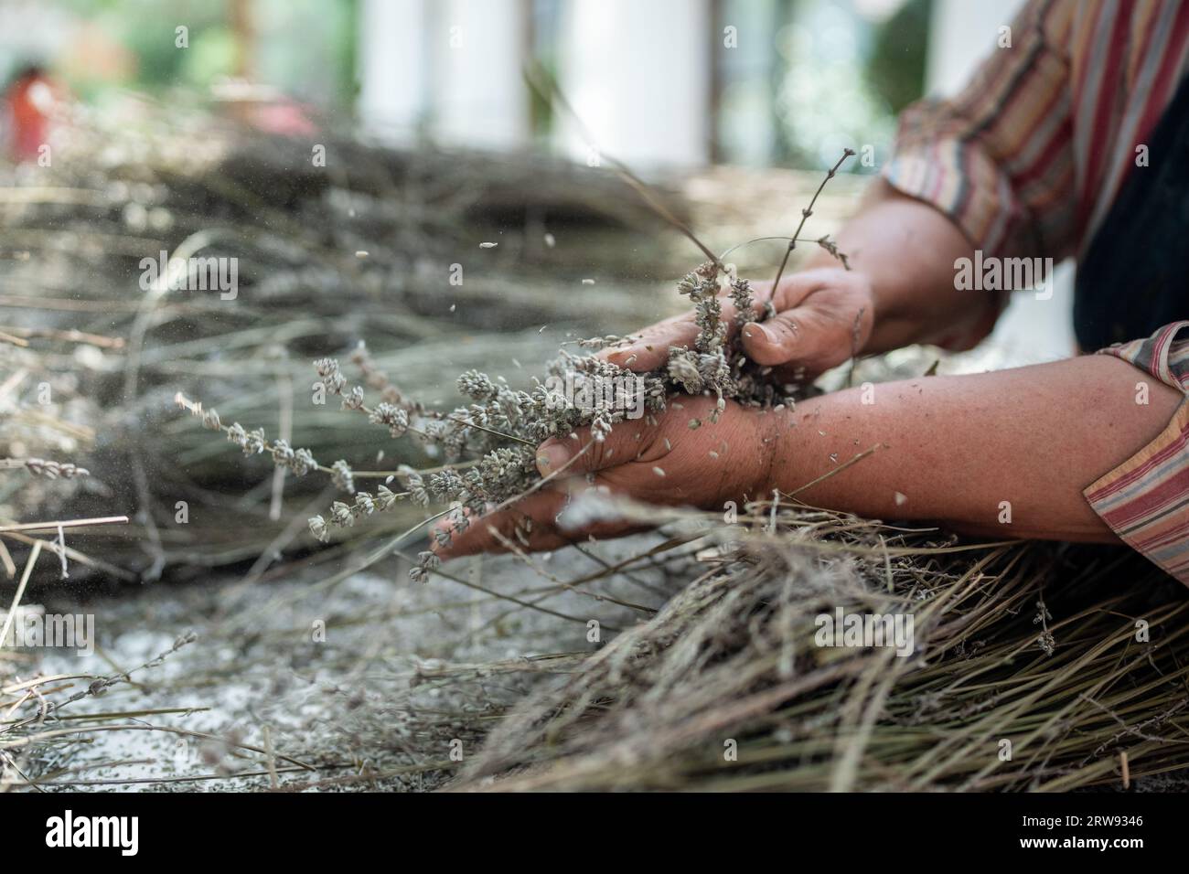 Hände einer alten Farmerin, die Lavendel reibt. Verfahren des Mahlens getrockneter Äste von Lavendelblüten Stockfoto