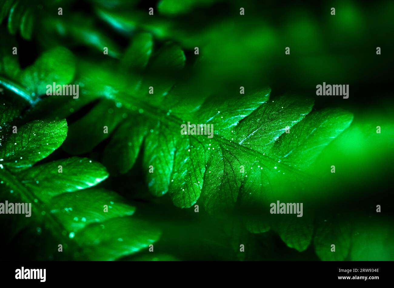 Der „abstrakte Farn“ ist eine künstlerische Interpretation der Eleganz und Komplexität der Natur. Wie ein ausgeklügeltes grünes Netz. Stockfoto