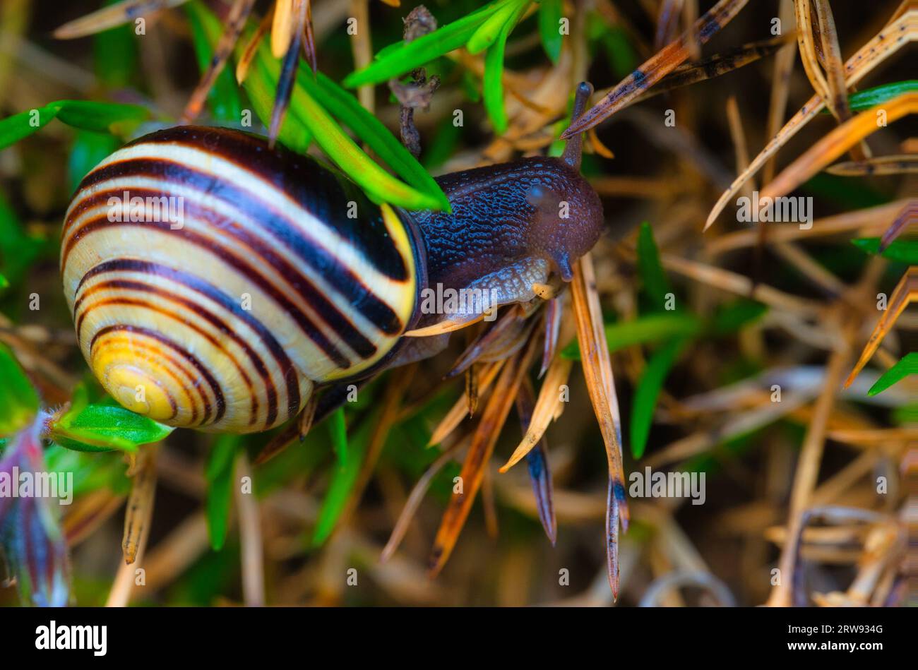 Die Schnecke, eine scheinbar alltägliche Kreatur, trägt in Form ihrer kaleidoskopischen Schale ein Element der Überraschung und Freude mit sich. Schönheit der Natur. Stockfoto