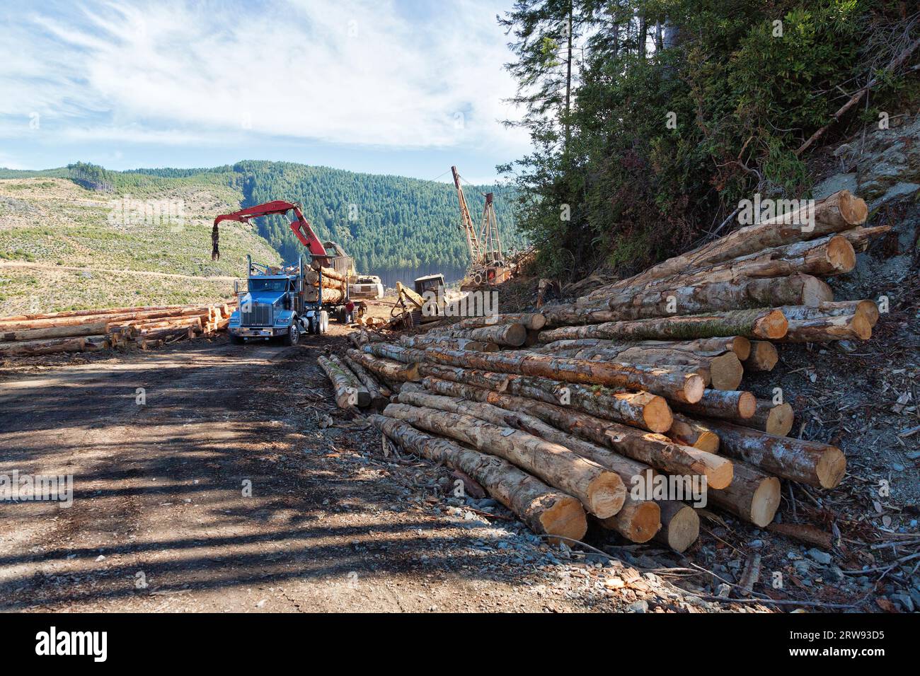 Kenworth Truck, Fahrer sichert beladene Douglas Fir „Pseudotsuga menziesii“-Stämme für den Transport. Stockfoto