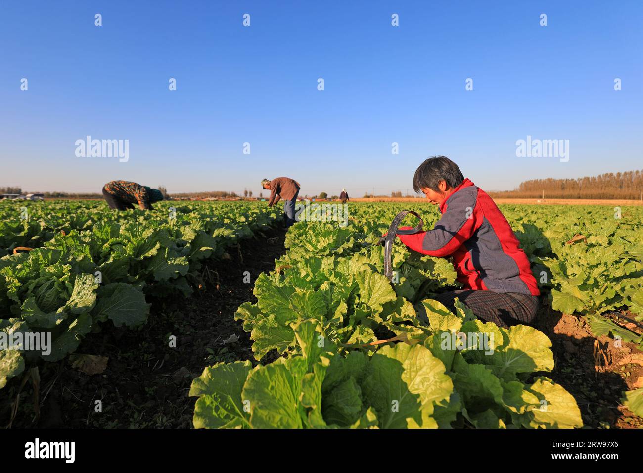 LUANNAN COUNTY, China - 22. Oktober 2021: Farmers Tidy up Tropf Bewässerung Pipes in Chinese Cabbage Fields, North China Stockfoto