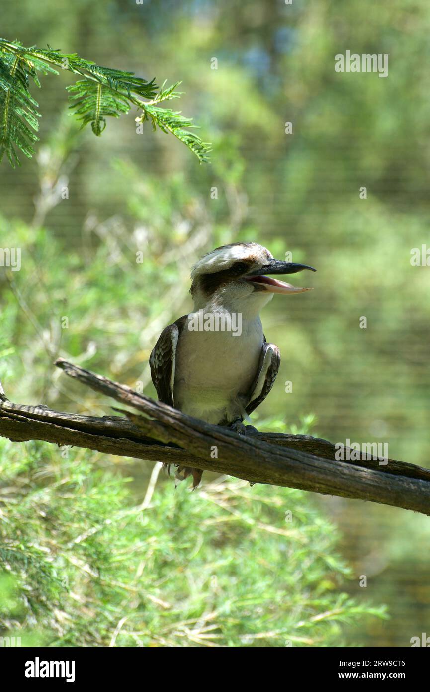 Ein Kookaburra lacht mich aus? Der lachende Kookaburra (Dacelo Gigas) ist eine australische Ikone, deren lautes Lachen durch den Busch hallt. Stockfoto