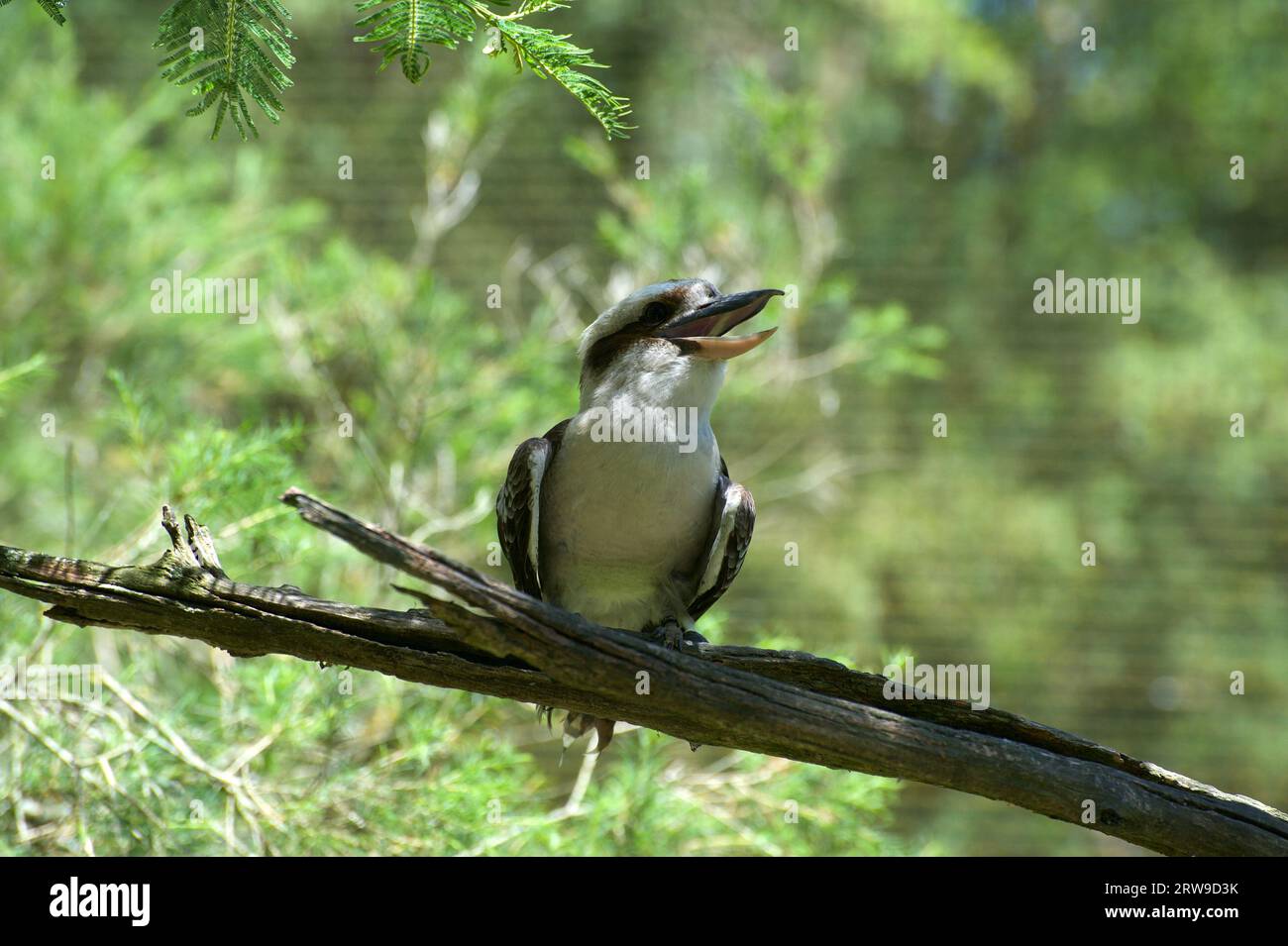 Ein Kookaburra lacht mich aus? Der lachende Kookaburra (Dacelo Gigas) ist eine australische Ikone, deren lautes Lachen durch den Busch hallt. Stockfoto