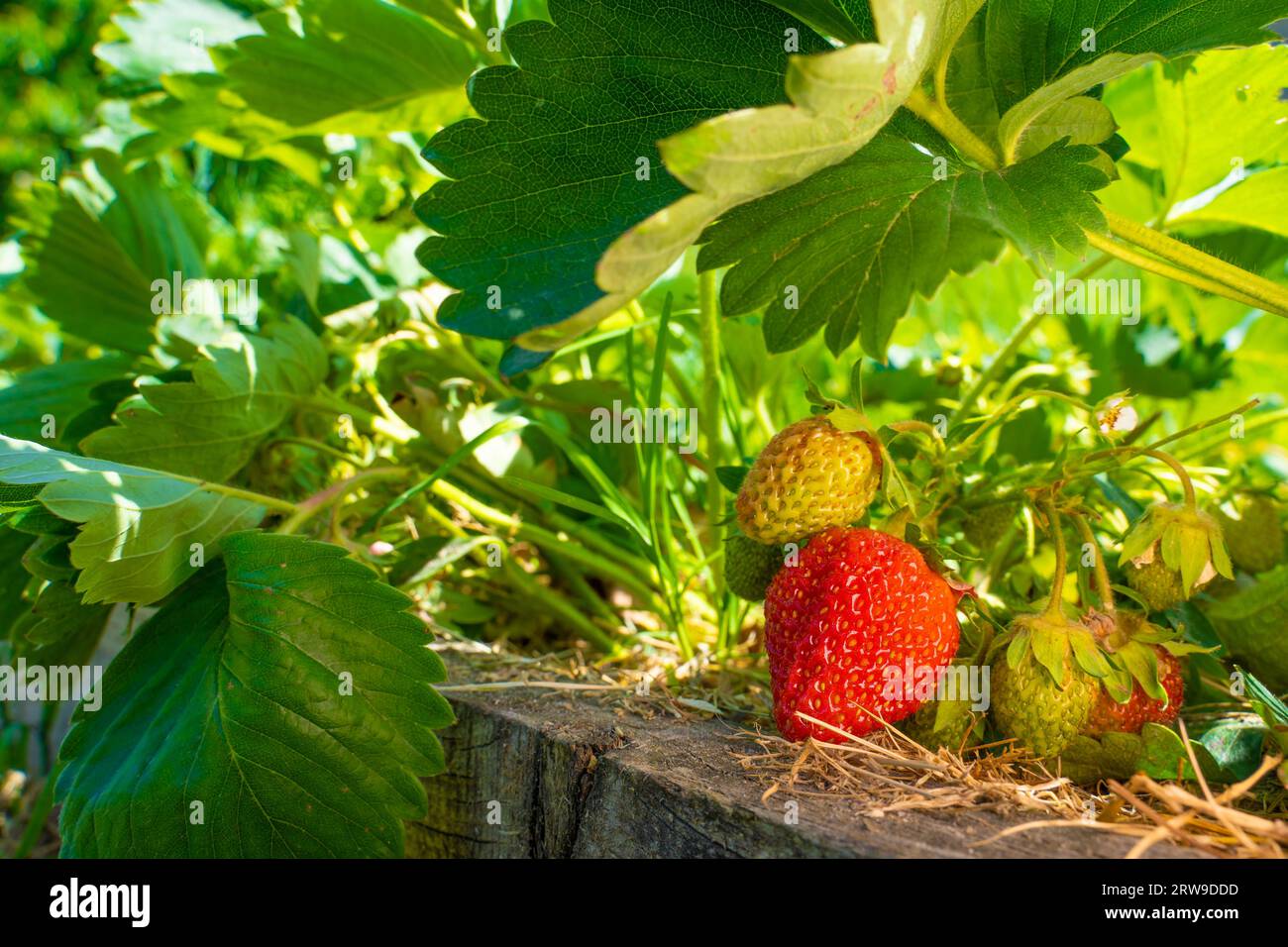 Saftige rote reife Erdbeeren wachsen aus nächster Nähe Stockfoto