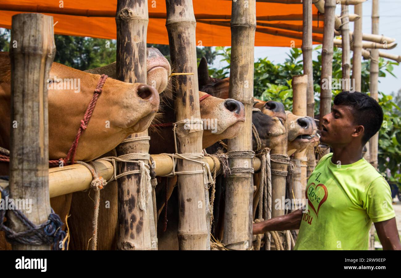 Kuhmarkt 4k Foto aus Ruhitpur, Bangladesch am 5. September 2022 Stockfoto