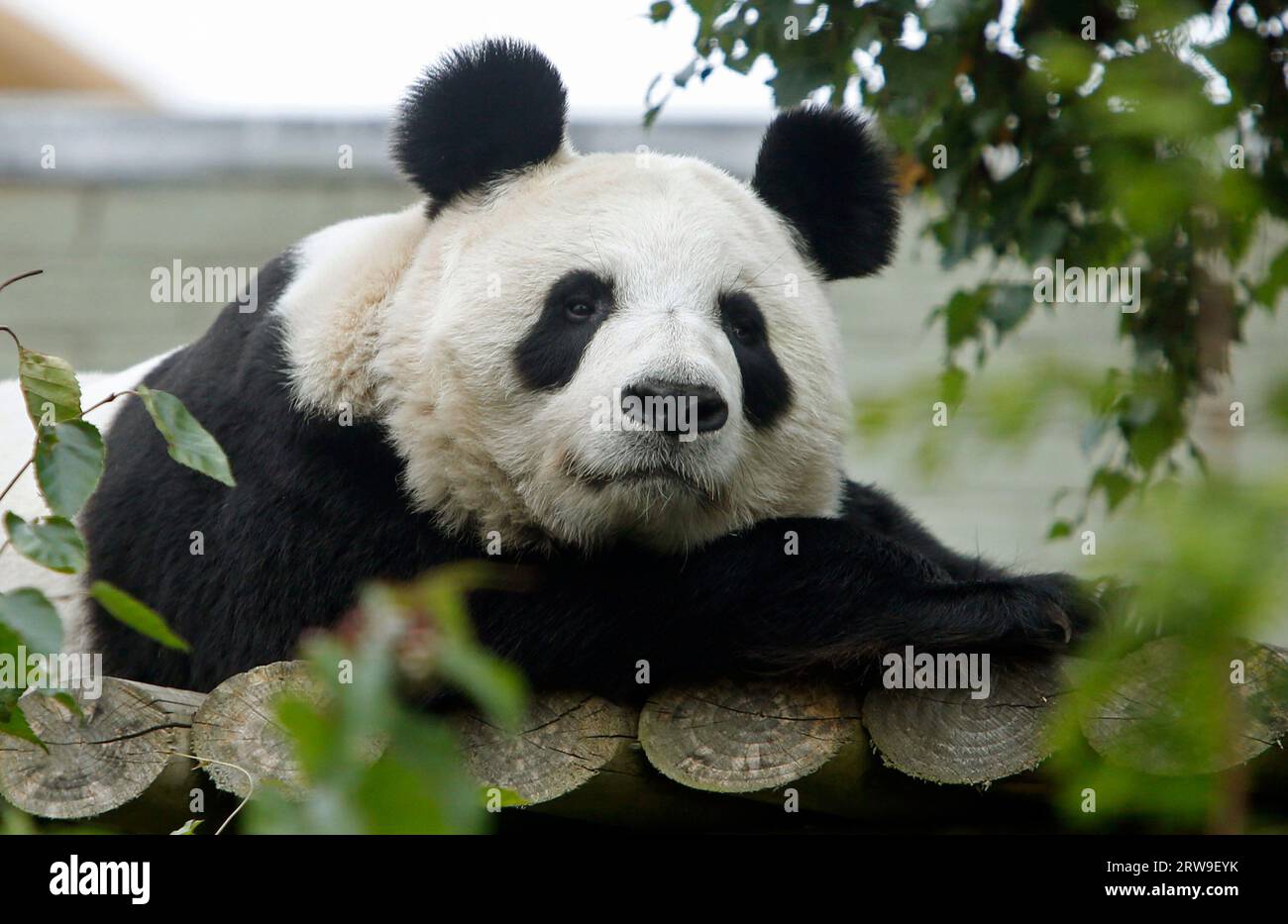 Dateifoto vom 09/2014 des riesigen Panda Tian Tian im Zoo von Edinburgh. Tiere, die nördlich oder südlich ihres natürlichen Lebensraums leben, haben möglicherweise kein optimales Wohlergehen, wenn ihre Körperuhren nicht synchron sind. Forscher der University of Stirling, die die empfindlichen Tiere in sechs Zoos im Laufe von 12 Monaten untersucht haben, sagten, dass Pandas, ähnlich wie Menschen in Schottland in den dunkleren kühleren Monaten TRAURIG sind, Schwierigkeiten haben könnten, sich vollständig an Umgebungen anzupassen, für die sie sich nicht entwickelt haben. Alle Tiere haben einen zirkadianen Rhythmus, der durch Signale aus ihrer natürlichen Umgebung reguliert wird, einschließlich Temperatur, Lichtzyklen und Stockfoto