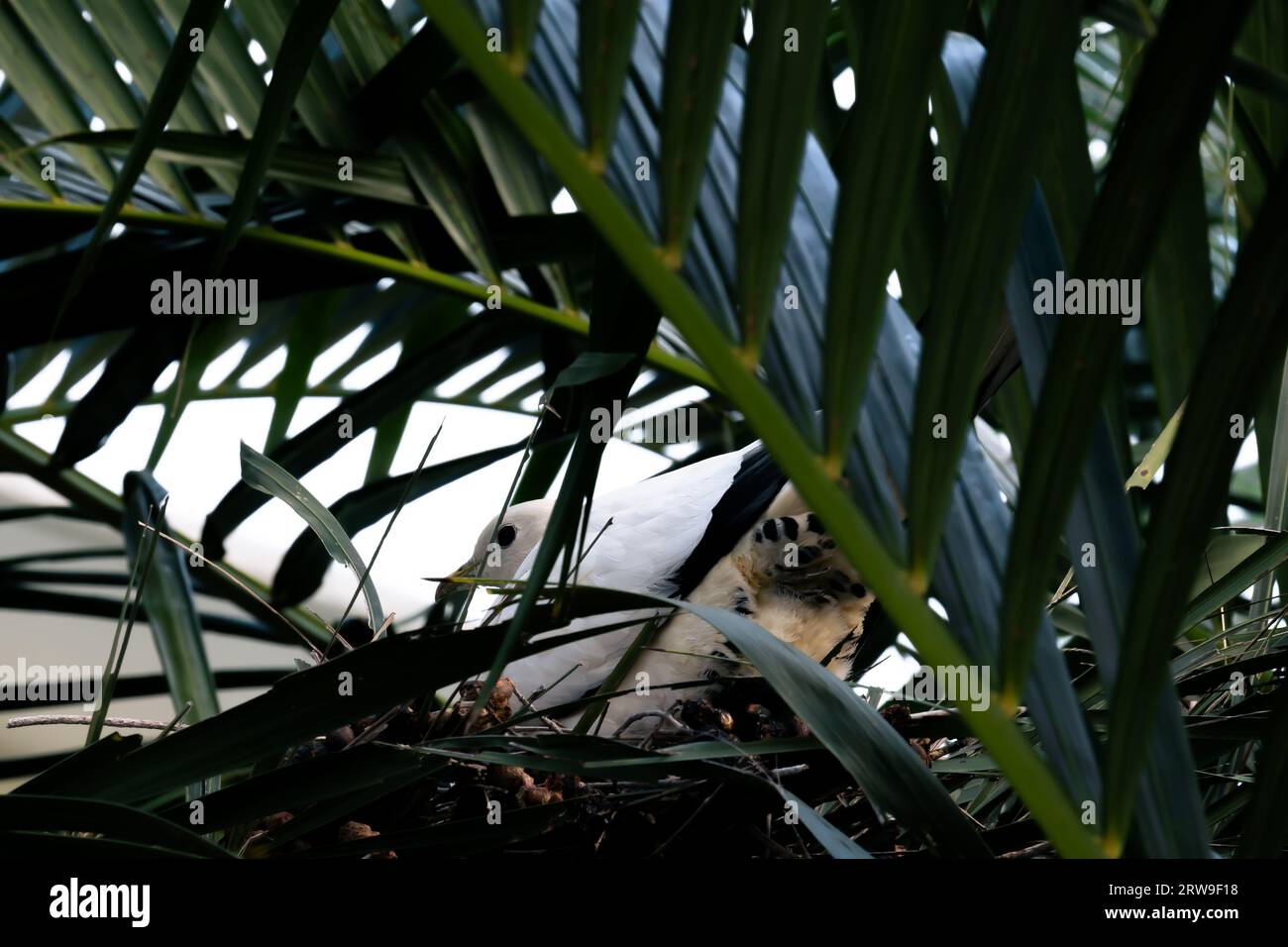 Eine Rattentaube, die hoch in einer Palme, fern von Raubtieren, nistet. Stockfoto