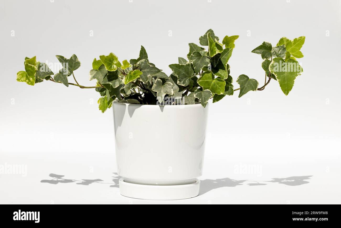Ivy hedera in pot -Fotos und -Bildmaterial in hoher Auflsung  Alamy