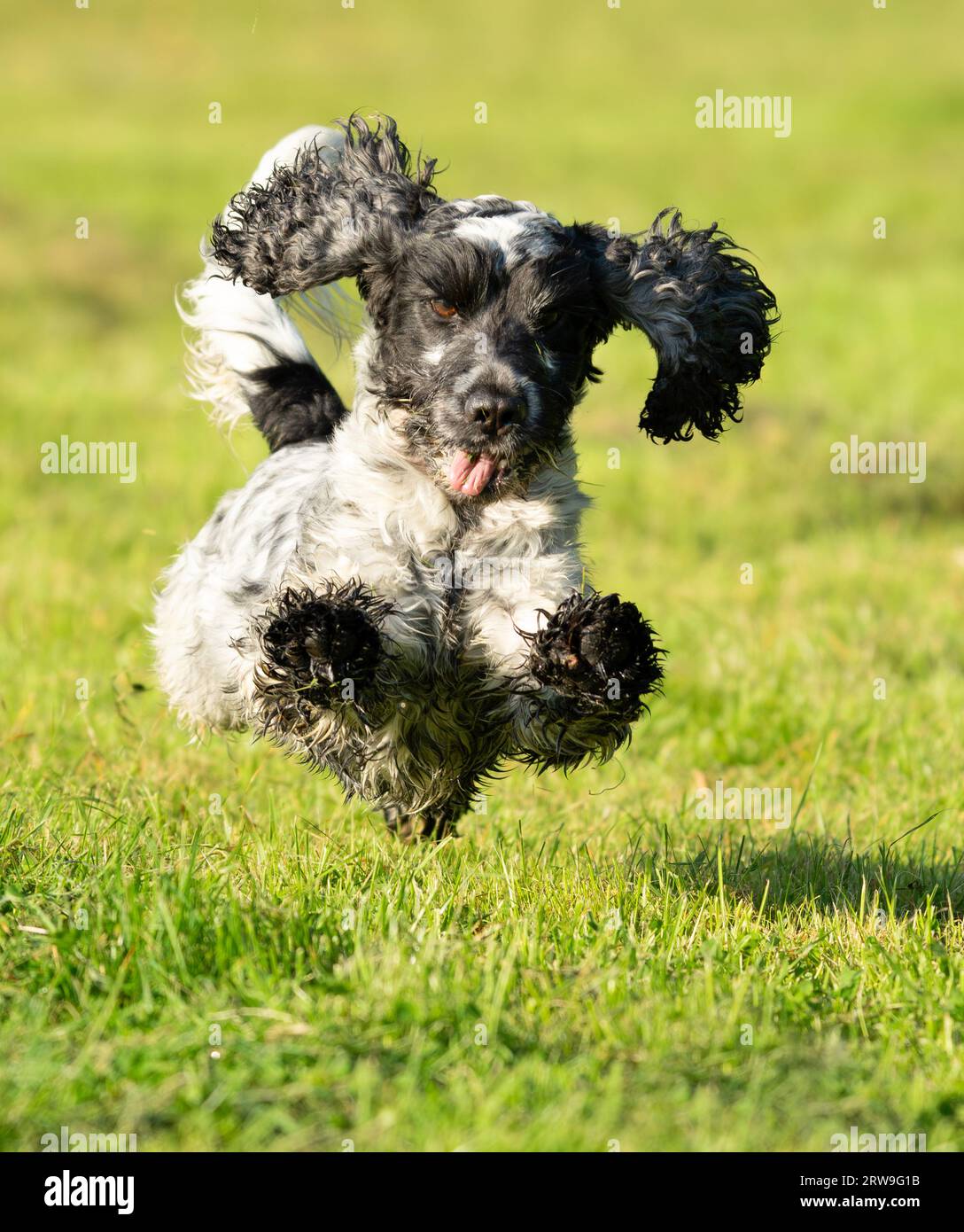 English Cocker Spaniel Spaß weg von der Leitung, Warwickshire Stockfoto