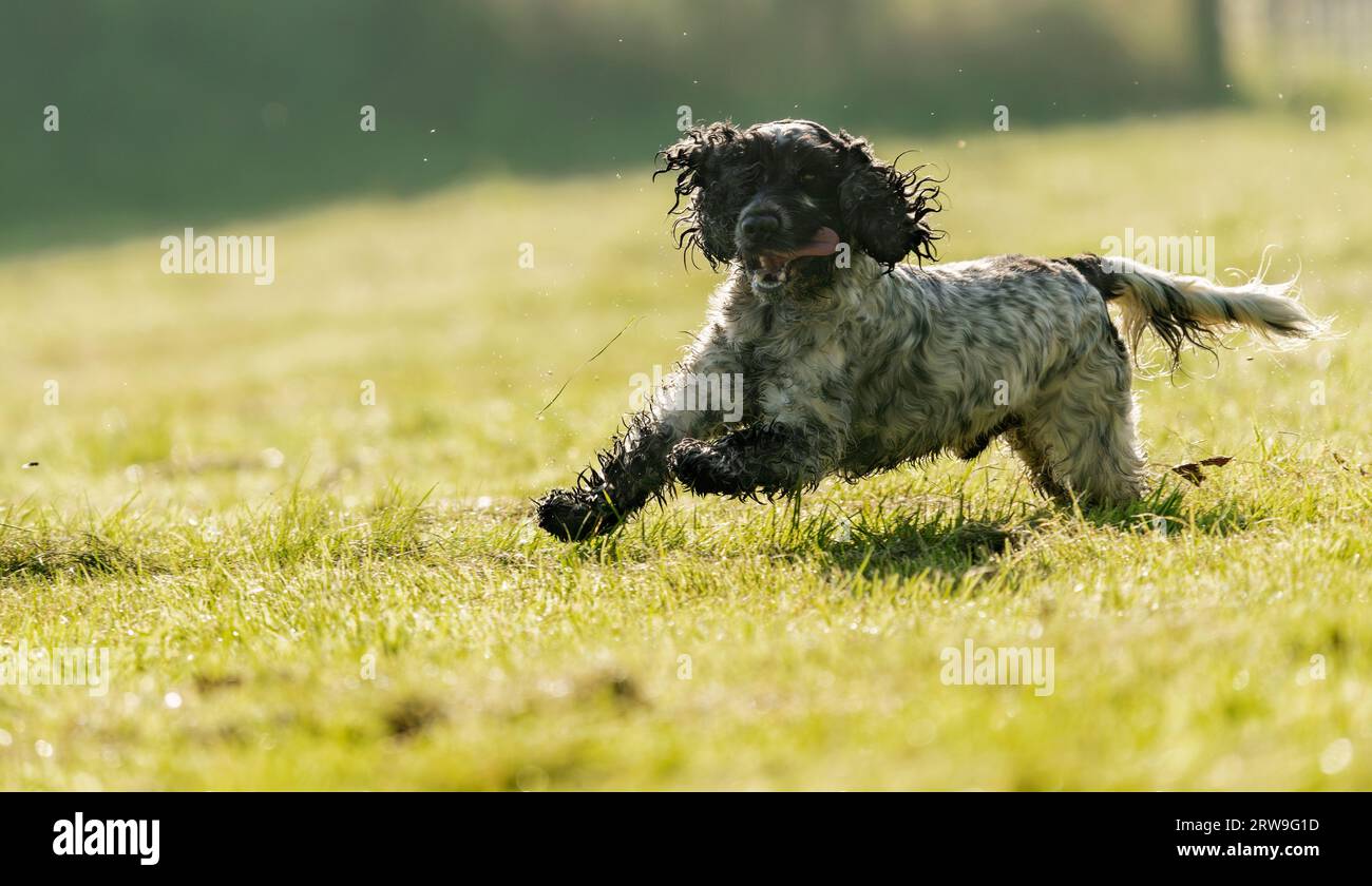 English Cocker Spaniel Spaß weg von der Leitung, Warwickshire Stockfoto