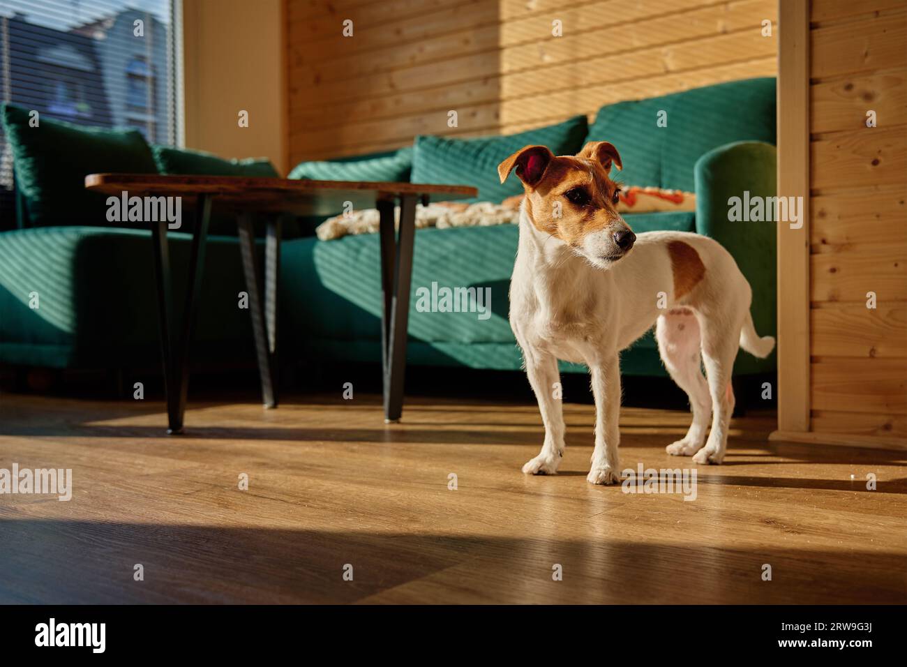 Einsamer Hund, der im Wohnzimmer auf dem Boden steht. Haustier zu Hause. Niedliches Jack Russel Terrier-Porträt Stockfoto