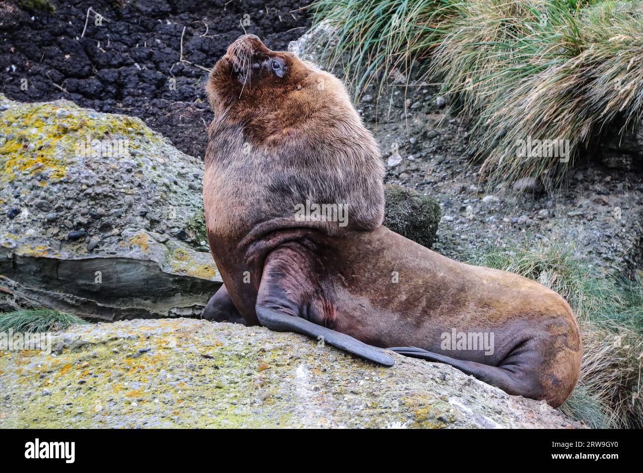 Großer südamerikanischer Seelöwenmännchen (Otaria flavescens), Francisco Coloane Marine Park, Naturschutzgebiet für wissenschaftliche Forschung, Patagonien Stockfoto
