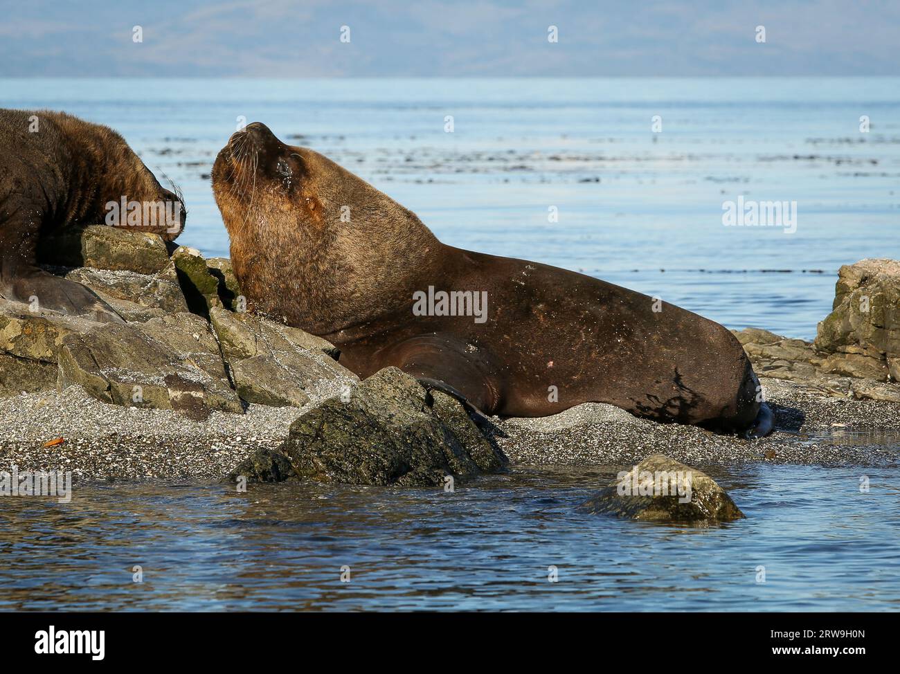 Großer südamerikanischer Seelöwenmännchen (Otaria flavescens), Francisco Coloane Marine Park, Naturschutzgebiet für wissenschaftliche Forschung, Patagonien Stockfoto