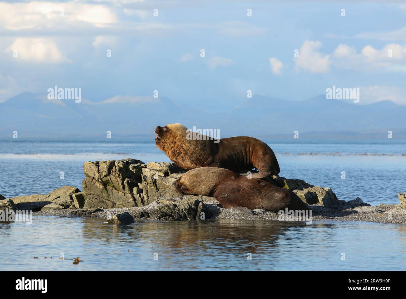 Großer südamerikanischer Seelöwenmännchen (Otaria flavescens), Francisco Coloane Marine Park, Naturschutzgebiet für wissenschaftliche Forschung, Patagonien Stockfoto