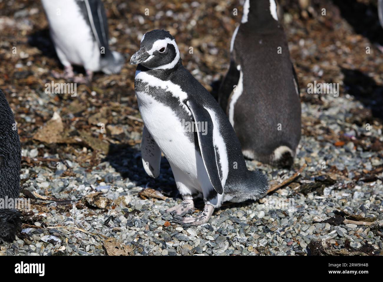 Magellanpinguin (Spheniscus magellanicus) in Patagonien Stockfoto