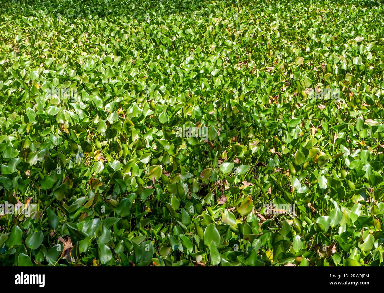 Ein Bett aus Eceng gondok, Wasserhyazinthen-grünen Blättern, Eichhornia crassipes, Pontederia crassipes. Natürlicher Hintergrund. Stockfoto