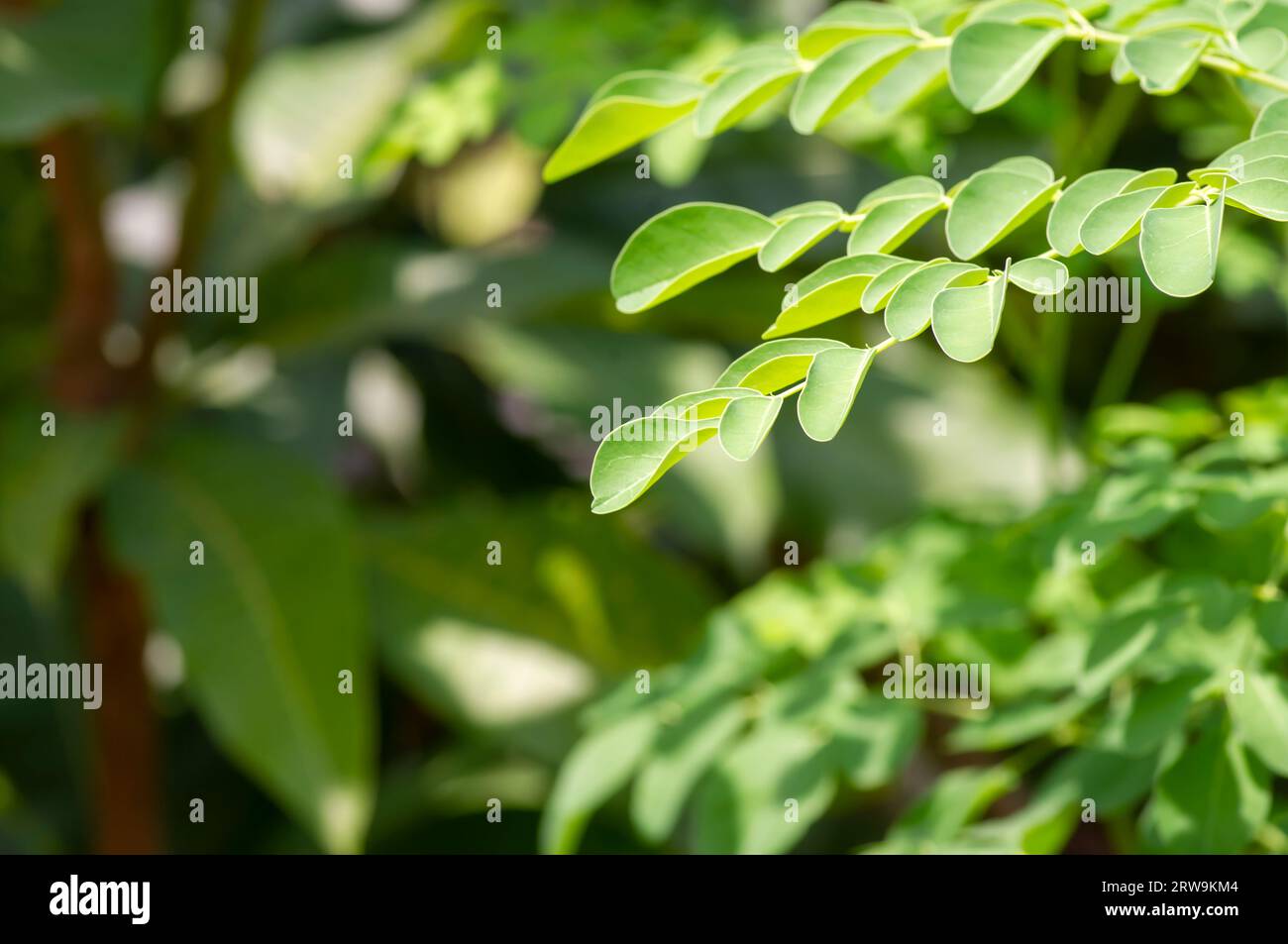 Kelor oder Trommelbaum, Moringa oleifera, grüne Blätter ausgewählt Fokus. Stockfoto
