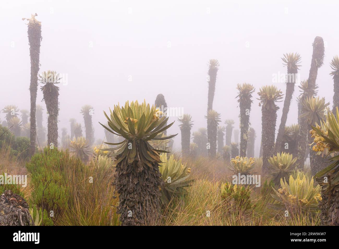 Landschaft des Paramo-Ökosystems in den Anden Kolumbiens, Südamerika. Stockfoto