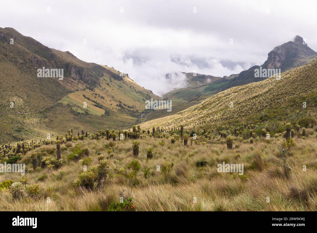 Landschaft des Paramo-Ökosystems in den Anden Kolumbiens, Südamerika. Stockfoto