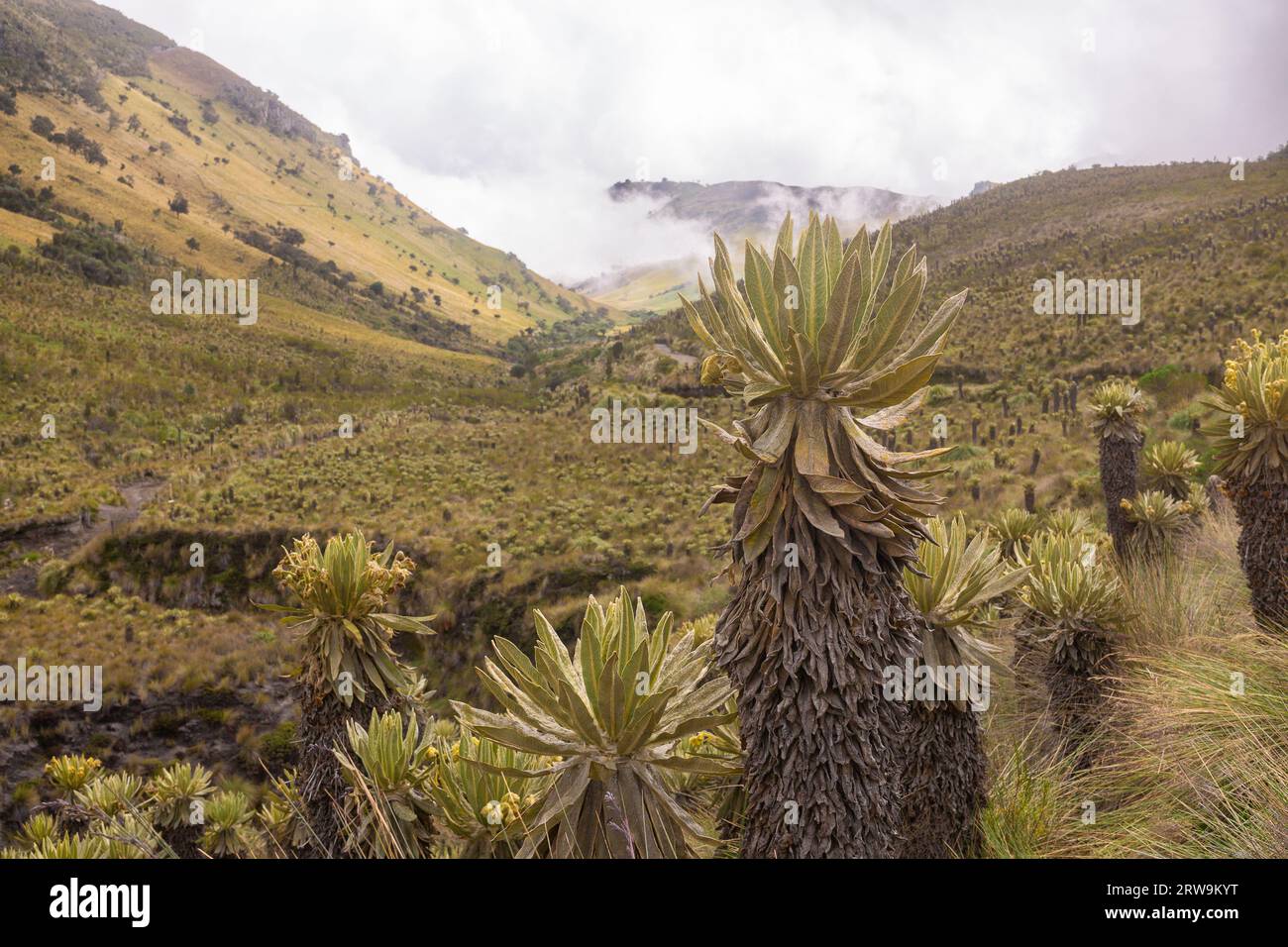 Landschaft des Paramo-Ökosystems in den Anden Kolumbiens, Südamerika. Stockfoto